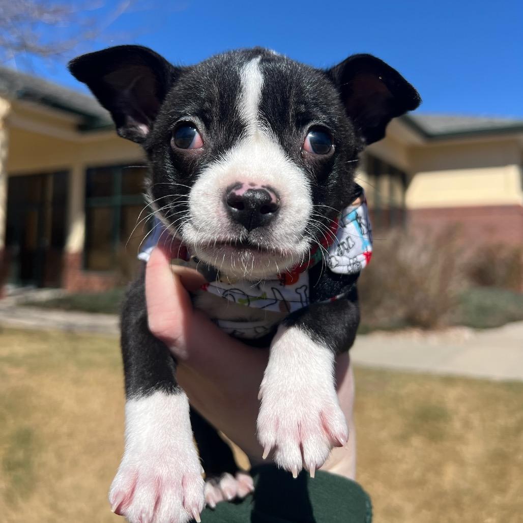 Roosevelt, Adoptable, Puppy Male Australian Shepherd & Chihuahua.