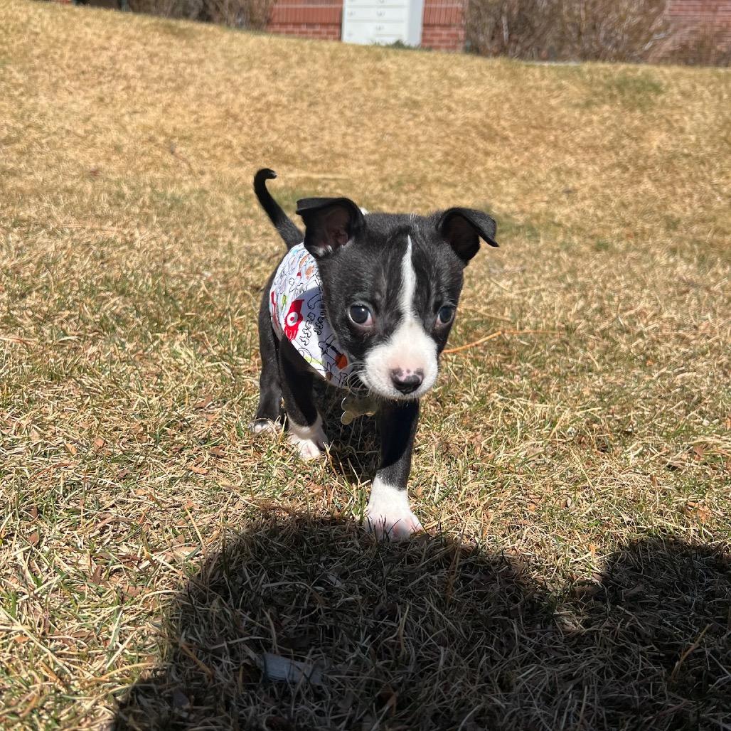 Enlarge Roosevelt, a Adoptable mixed breed in Fort Collins, CO image 2/6