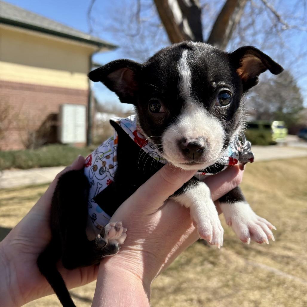 Enlarge Roosevelt, a Adoptable mixed breed in Fort Collins, CO image 3/6