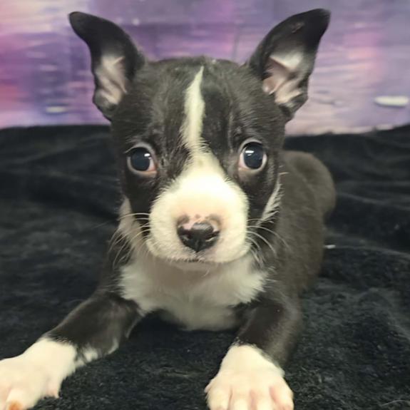 Enlarge Roosevelt, a Adoptable mixed breed in Fort Collins, CO image 4/6