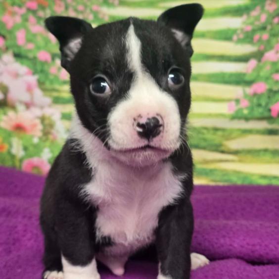 Enlarge Roosevelt, a Adoptable mixed breed in Fort Collins, CO image 5/6