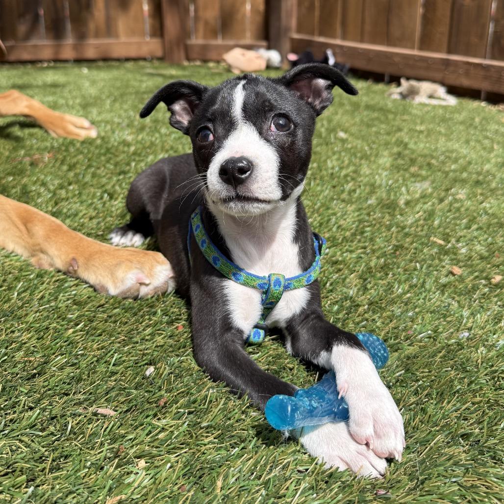 Enlarge Roosevelt, a Adoptable mixed breed in Fort Collins, CO image 5/6