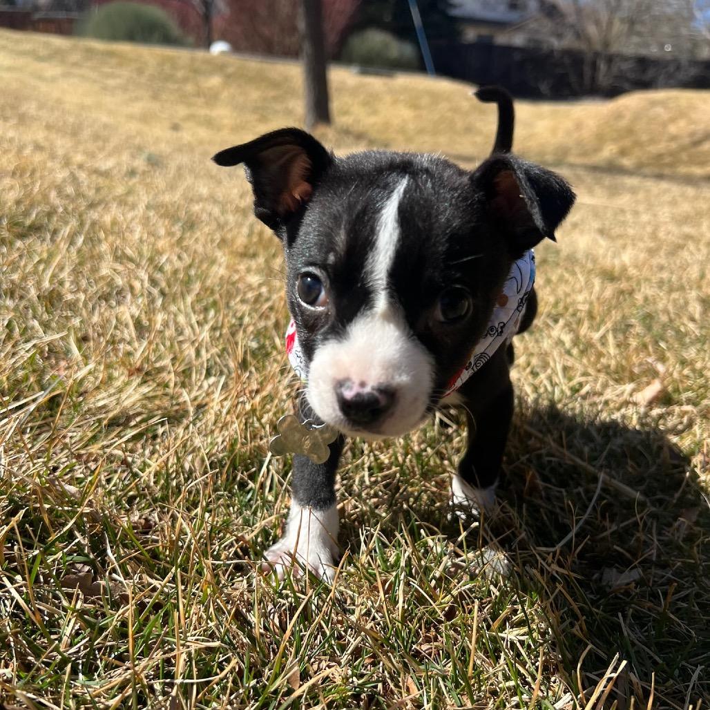 Enlarge Roosevelt, a Adoptable mixed breed in Fort Collins, CO image 6/6