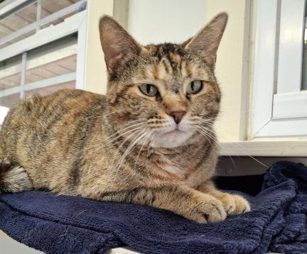 Enlarge Catarina, a Adoptable mixed breed in Mountain View, AR image 2/3