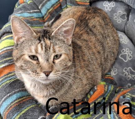 Enlarge Catarina, a Adoptable mixed breed in Mountain View, AR image 3/3