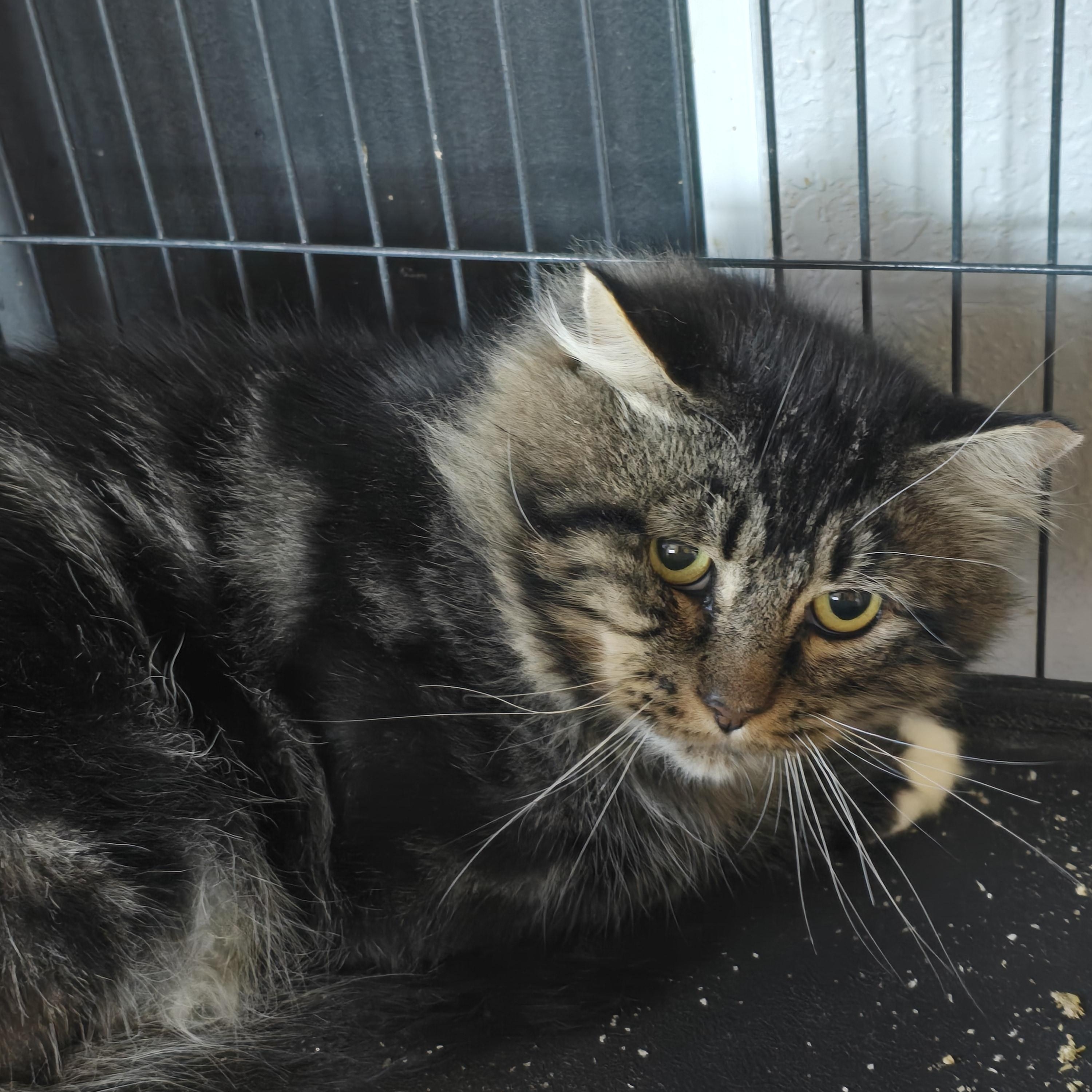 Enlarge Zeus, an adoptable Tabby in Lacey, WA image 1/2
