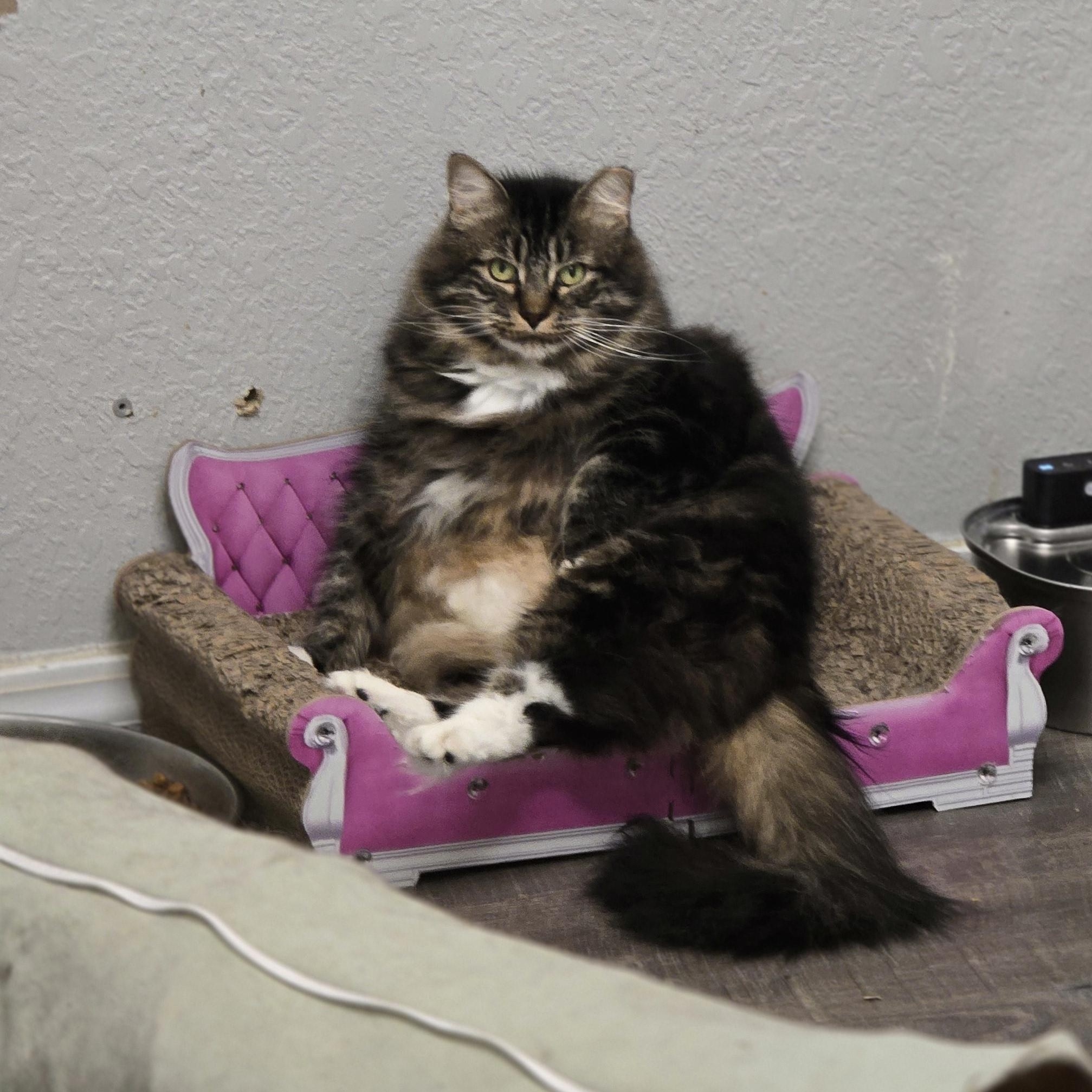 Zeus (Mister McFluffy), Adoptable, Adult Male Tabby.