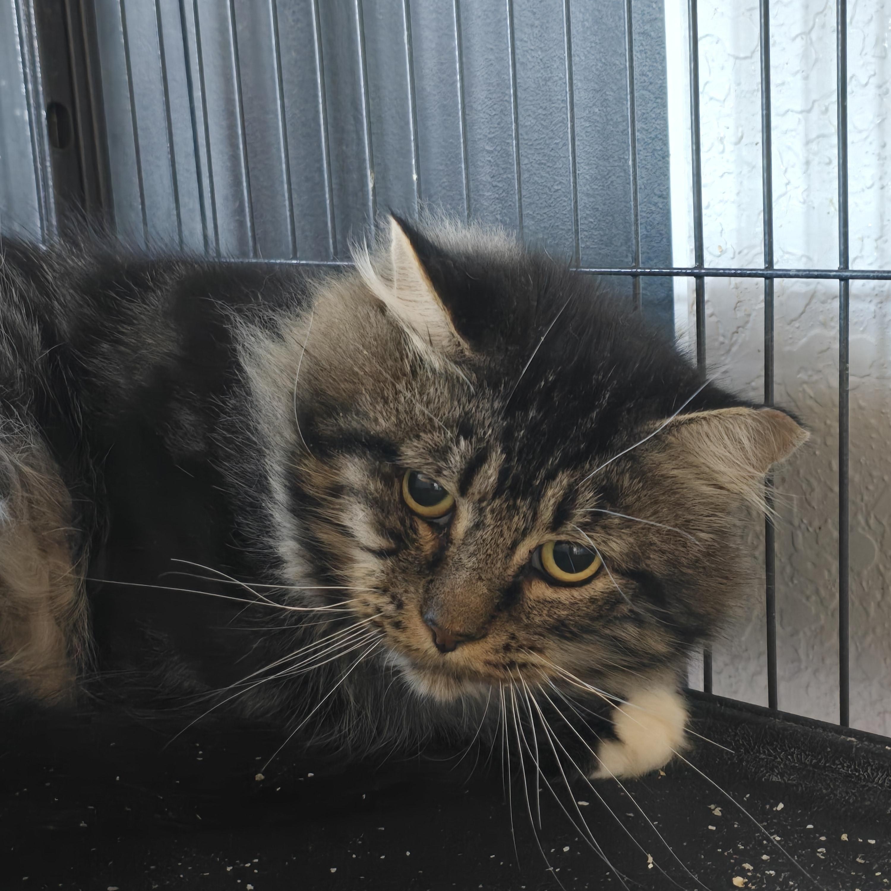 Enlarge Zeus, an adoptable Tabby in Lacey, WA image 2/2