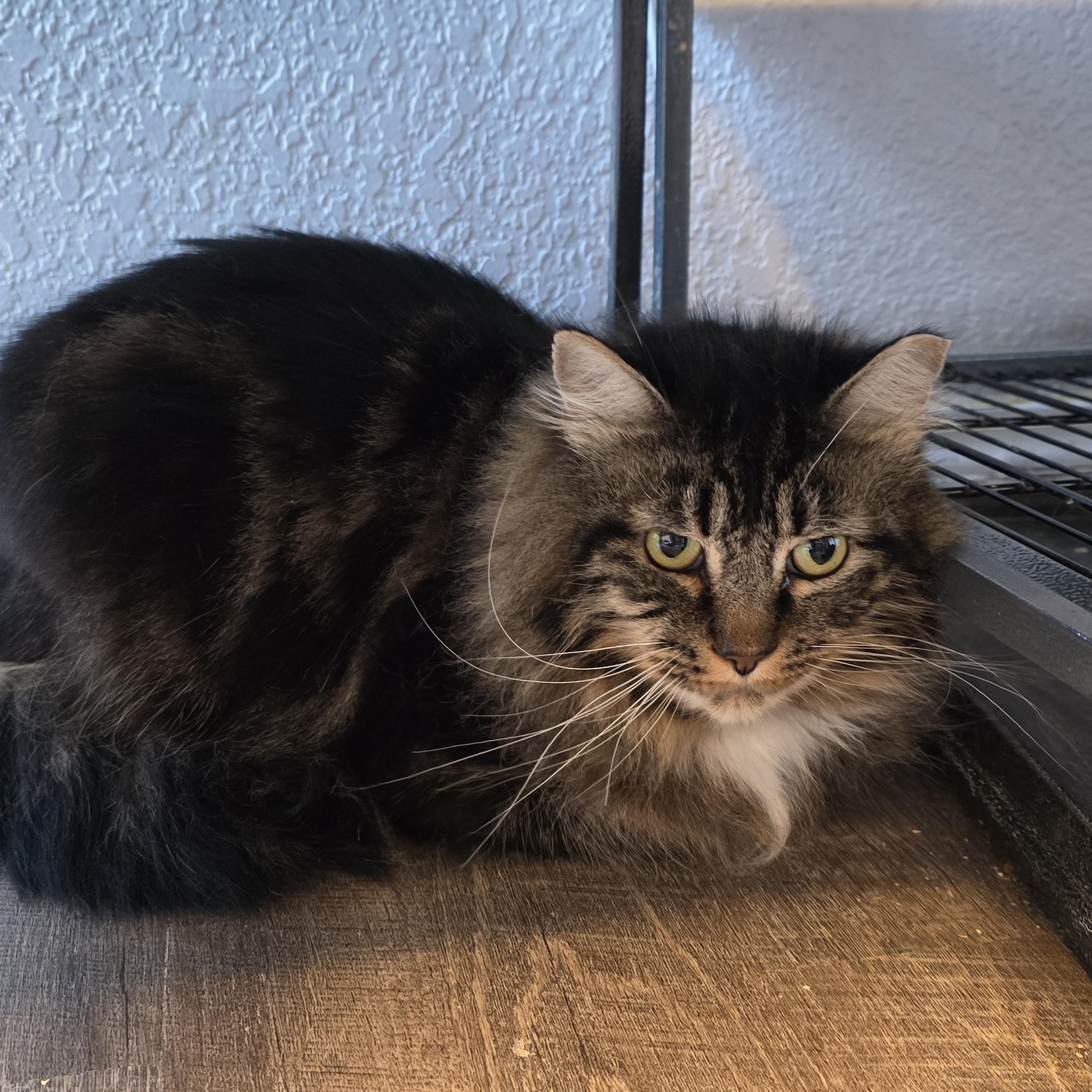 Zeus (Mister McFluffy), an adoptable Tabby in Lacey, WA image 2/4