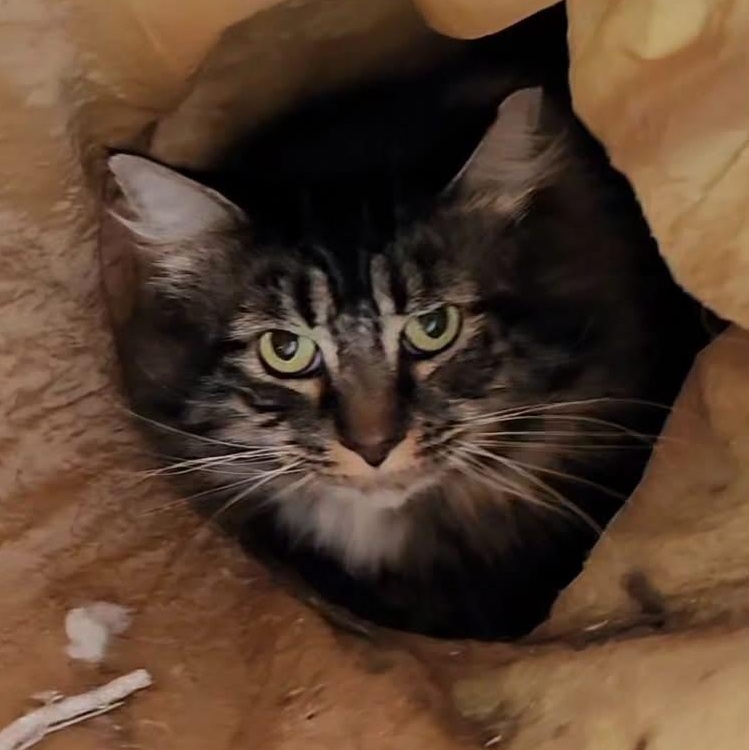 Zeus (Mister McFluffy), adoptable, Adult Male Tabby.