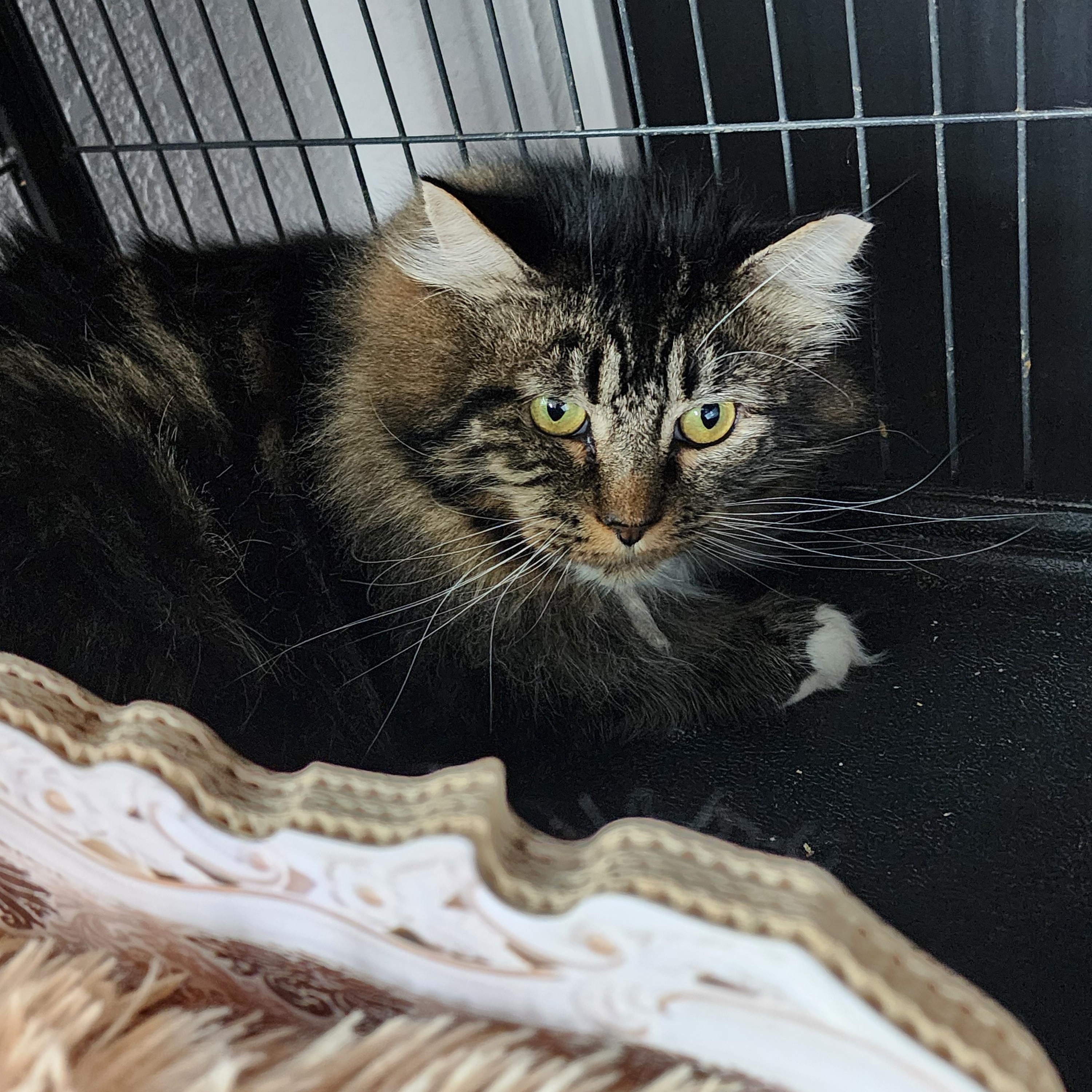 Zeus, adoptable, Adult Male Tabby.