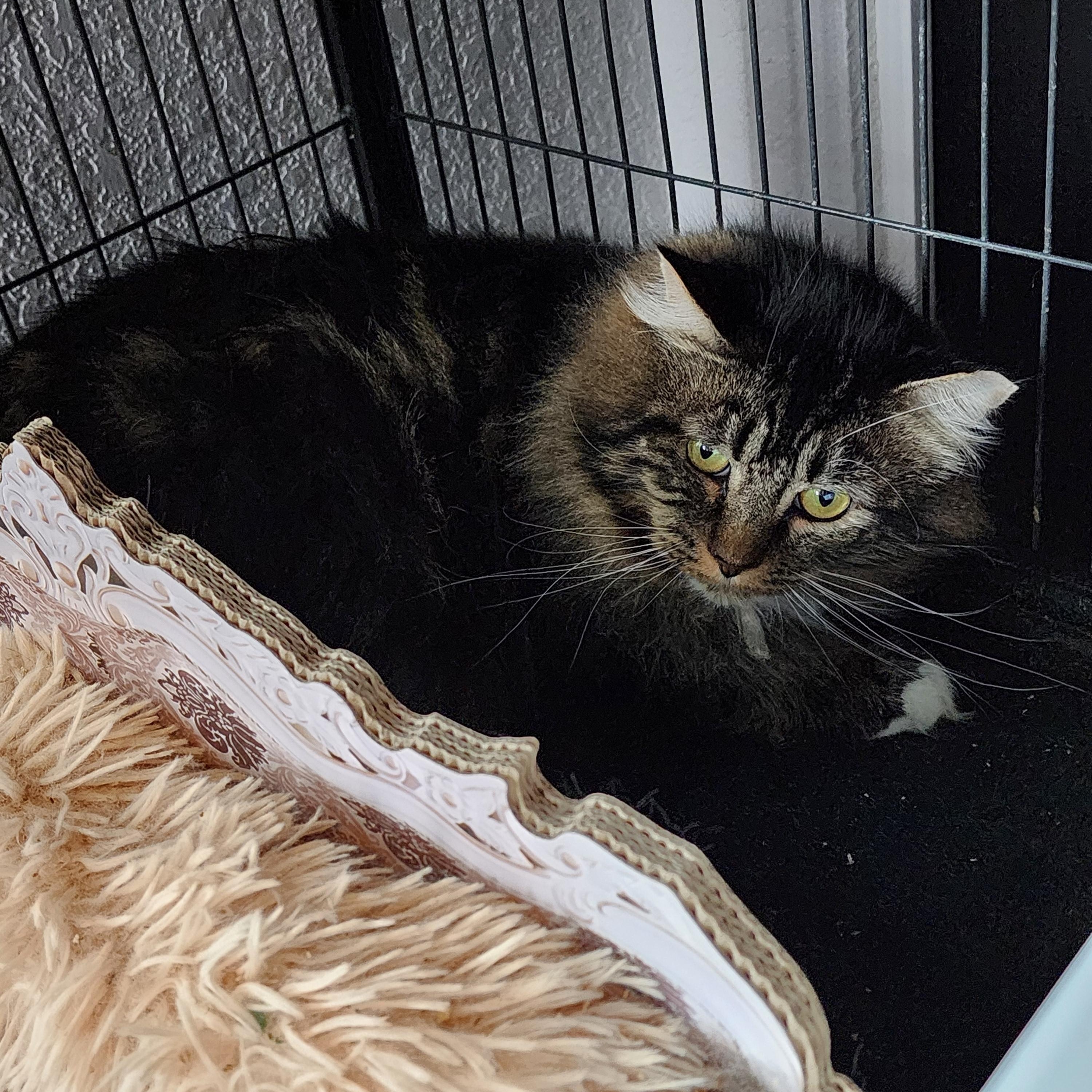 Enlarge Zeus, an adoptable Tabby in Lacey, WA image 4/4