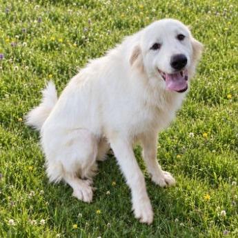 CT Kaley, Adoptable, Adult Female Great Pyrenees & Samoyed.
