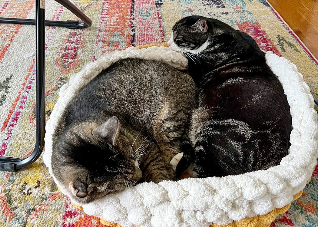 Vincent, a Adoptable mixed breed in Weehawken, NJ image 1/9