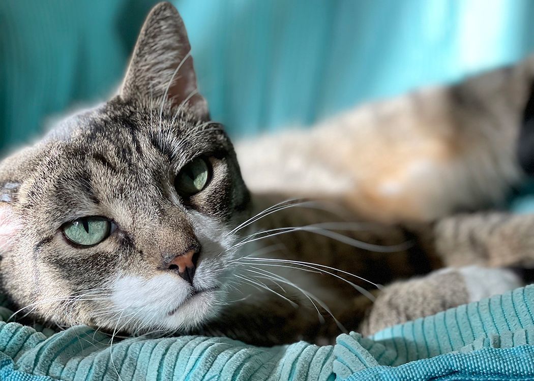 Vincent, a Adoptable mixed breed in Weehawken, NJ image 2/9