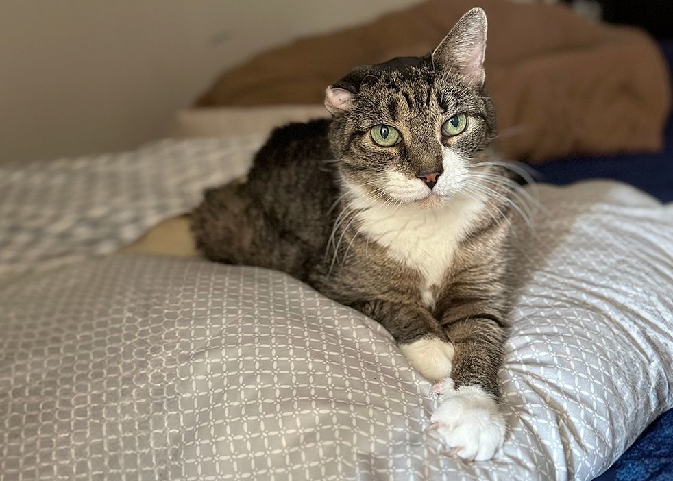 Vincent, a Adoptable mixed breed in Weehawken, NJ image 3/9