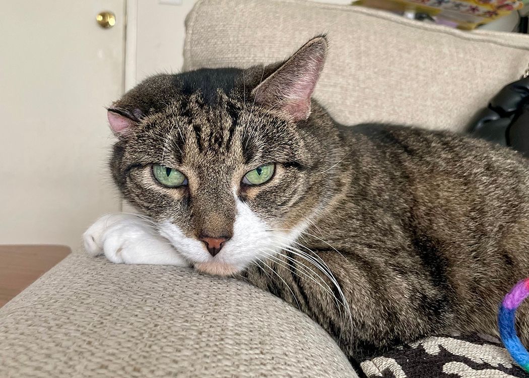 Vincent, a Adoptable mixed breed in Weehawken, NJ image 4/9