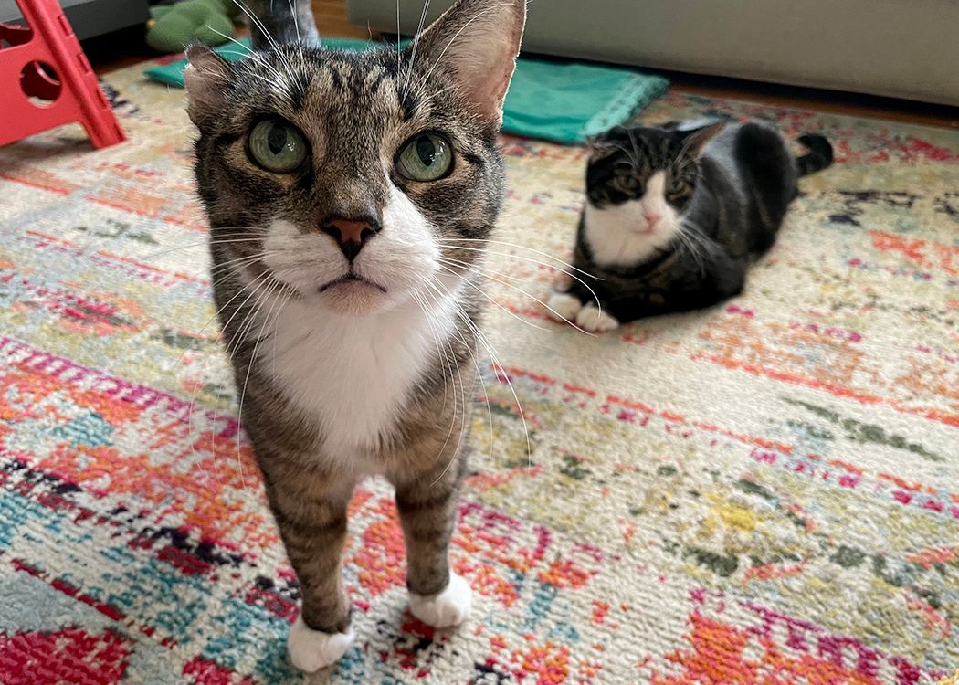 Vincent, a Adoptable mixed breed in Weehawken, NJ image 5/9