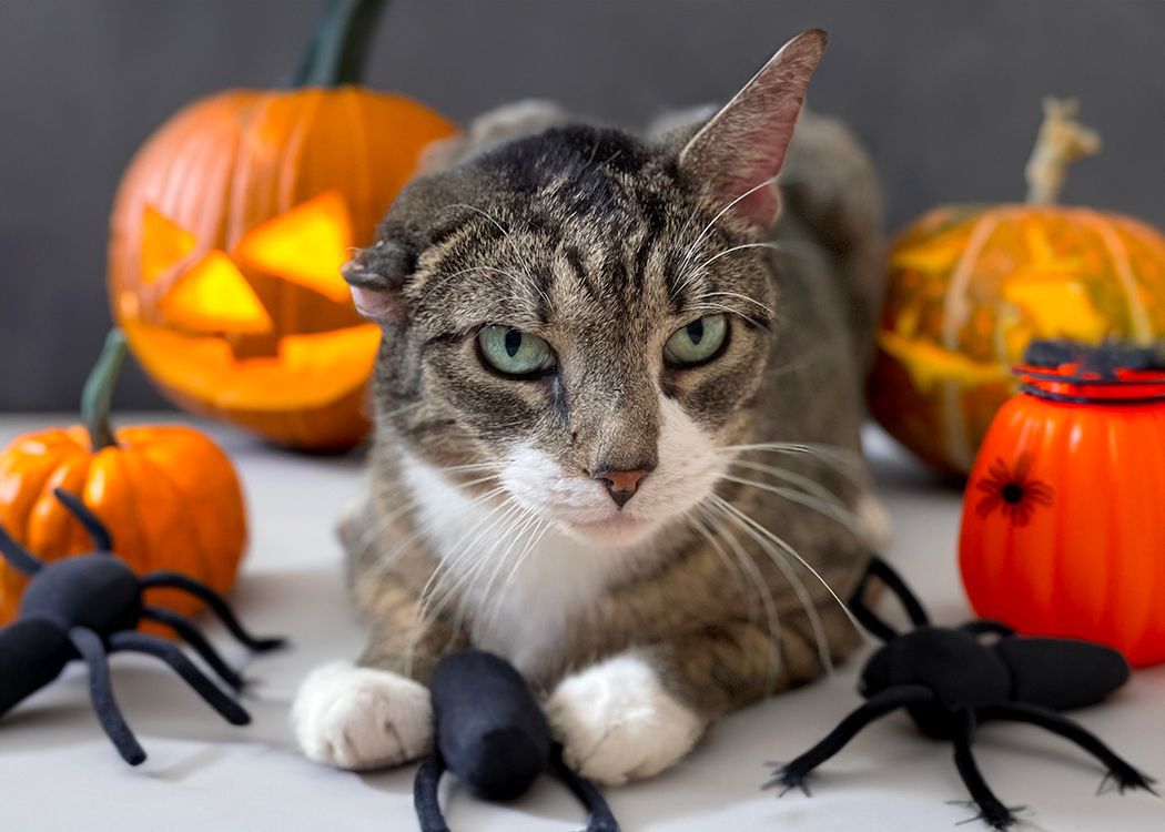 Vincent, a Adoptable mixed breed in Weehawken, NJ image 6/9