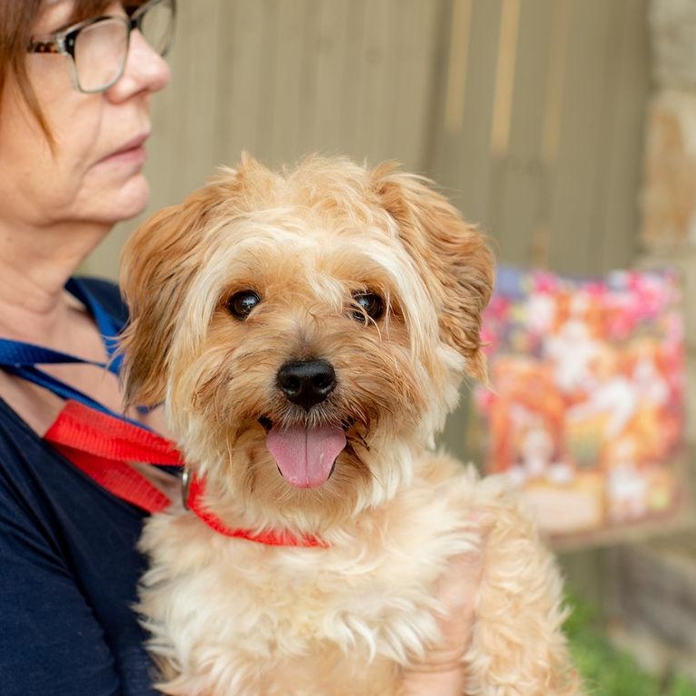 Enlarge Awesome Sauce, a Adopted Mixed Breed in Chester Springs, PA image 4/5