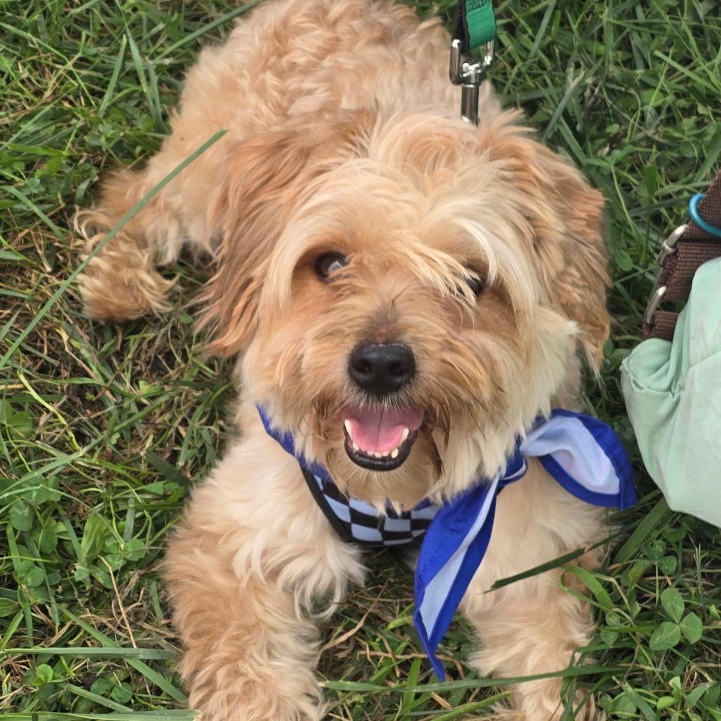 Awesome Sauce, Adopted, Adult Male Mixed Breed.