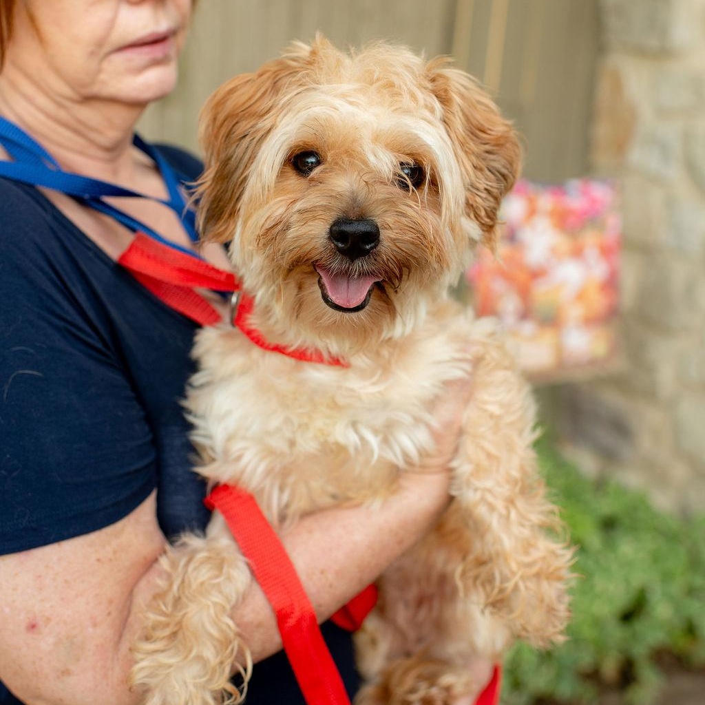 Enlarge Awesome Sauce, a Adopted Mixed Breed in Chester Springs, PA image 5/5