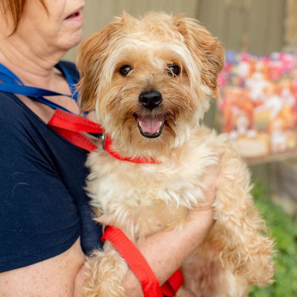 Enlarge Awesome Sauce, a Adopted Mixed Breed in Chester Springs, PA image 3/5