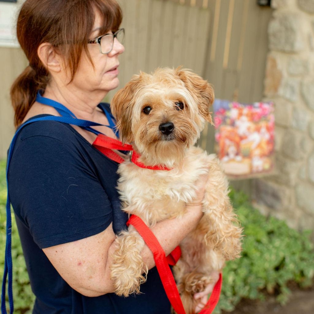 Enlarge Awesome Sauce, a Adopted Mixed Breed in Chester Springs, PA image 2/5