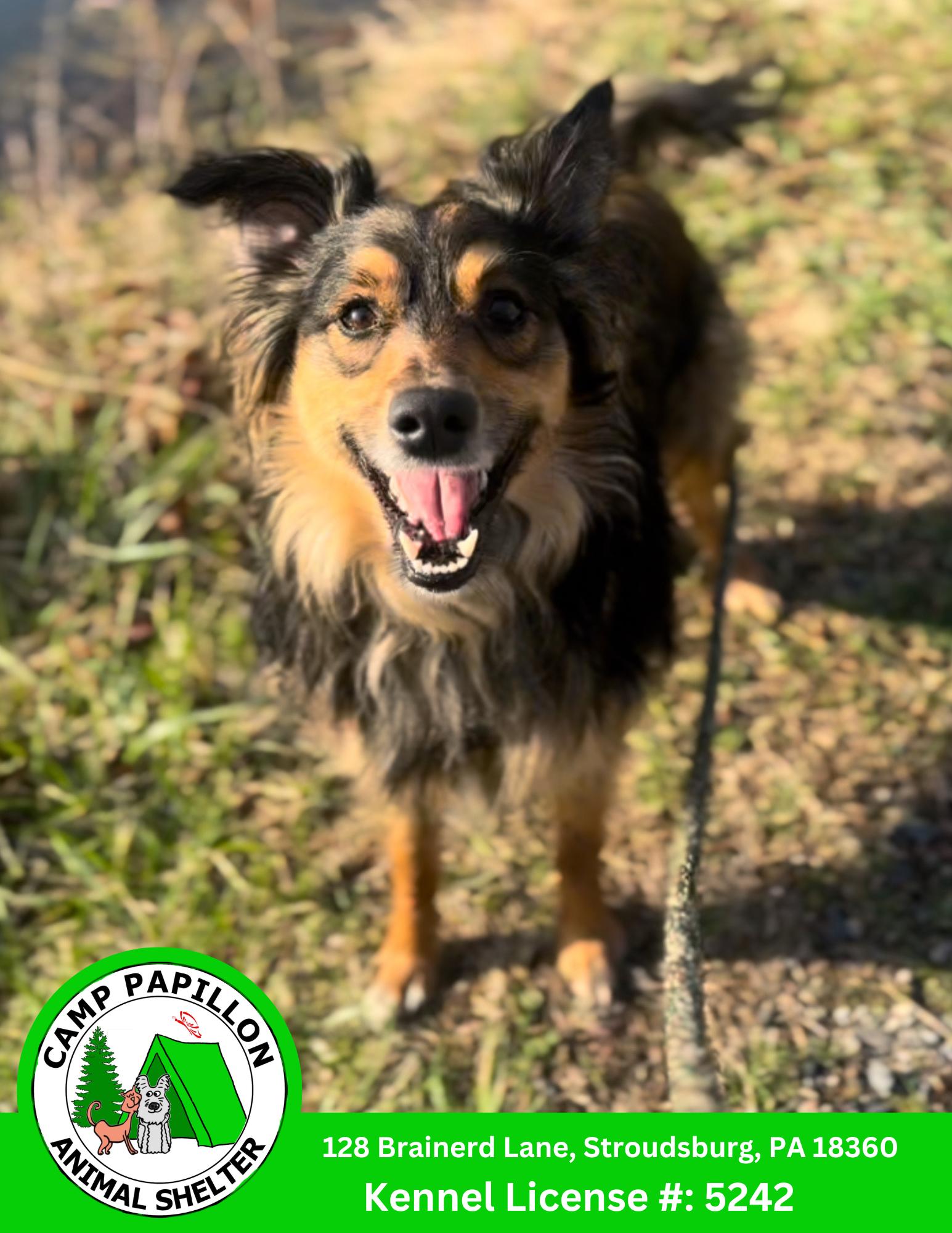 Enlarge Zues, a Adoptable Australian Shepherd in Stroudsburg, PA image 1/1