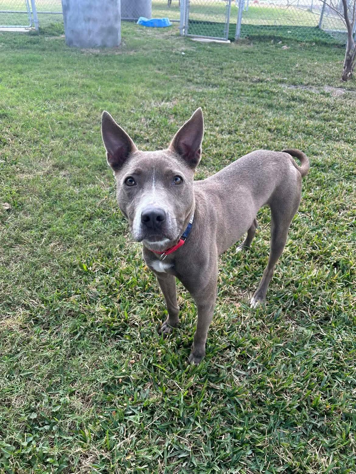 Diver, a Adoptable mixed breed in Buffalo, NY image 5/5