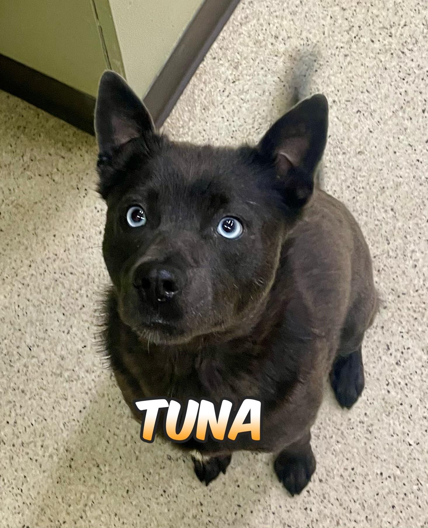 Tuna, an adoptable Pomsky in Muncie, IN, 47303 | Photo Image 1
