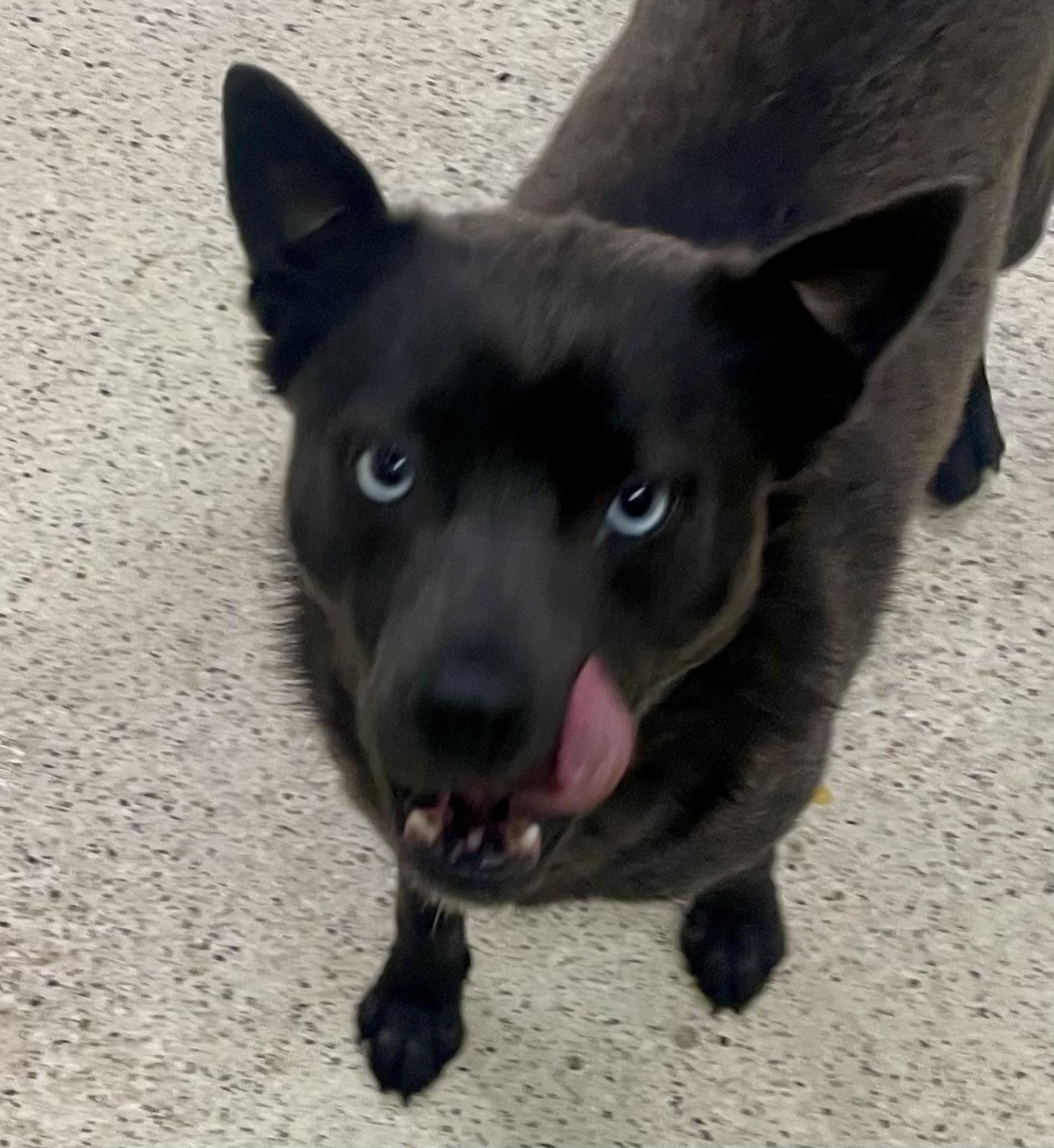 Tuna, an adoptable Pomsky in Muncie, IN, 47303 | Photo Image 4