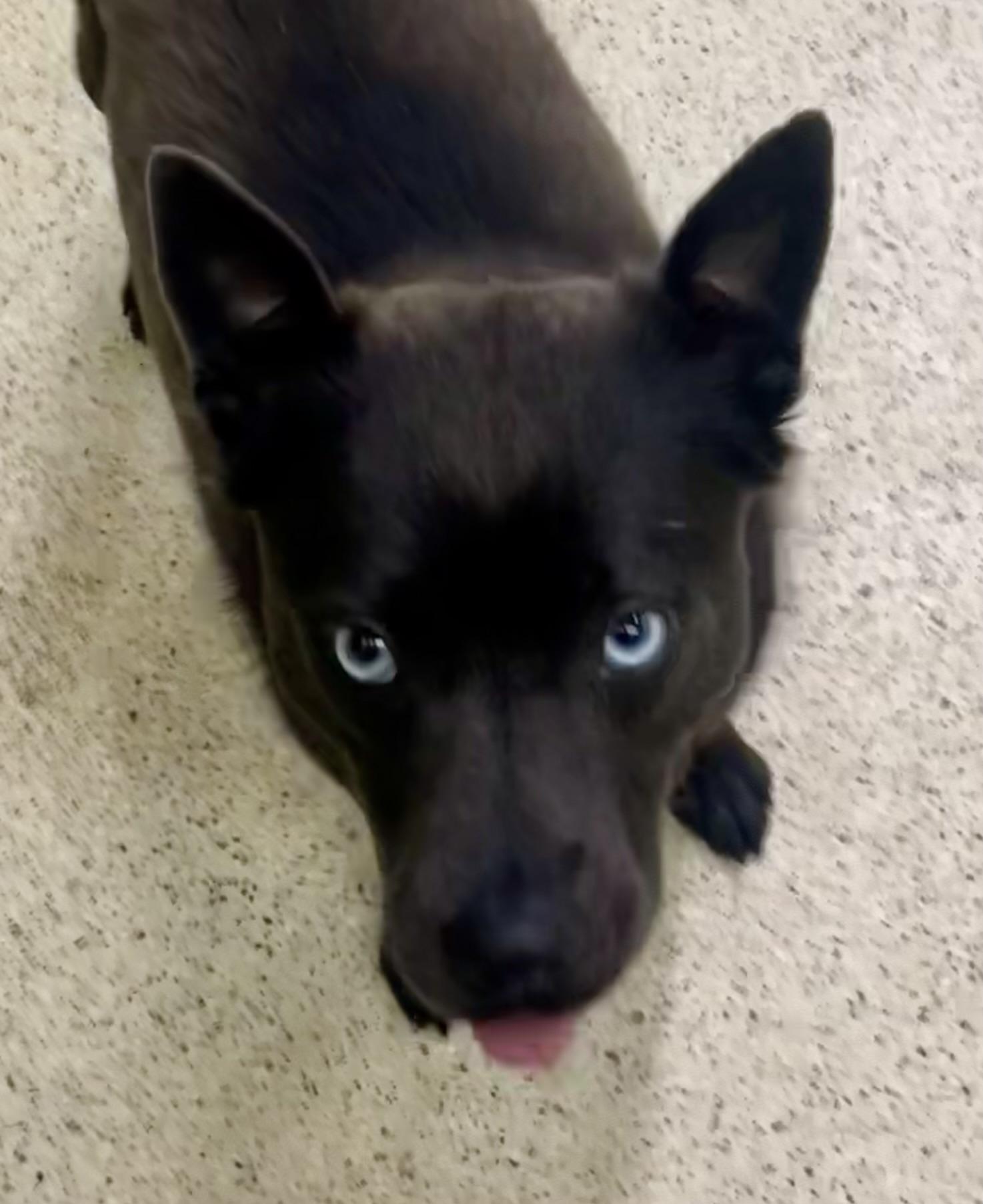 Tuna, an adoptable Pomsky in Muncie, IN, 47303 | Photo Image 5