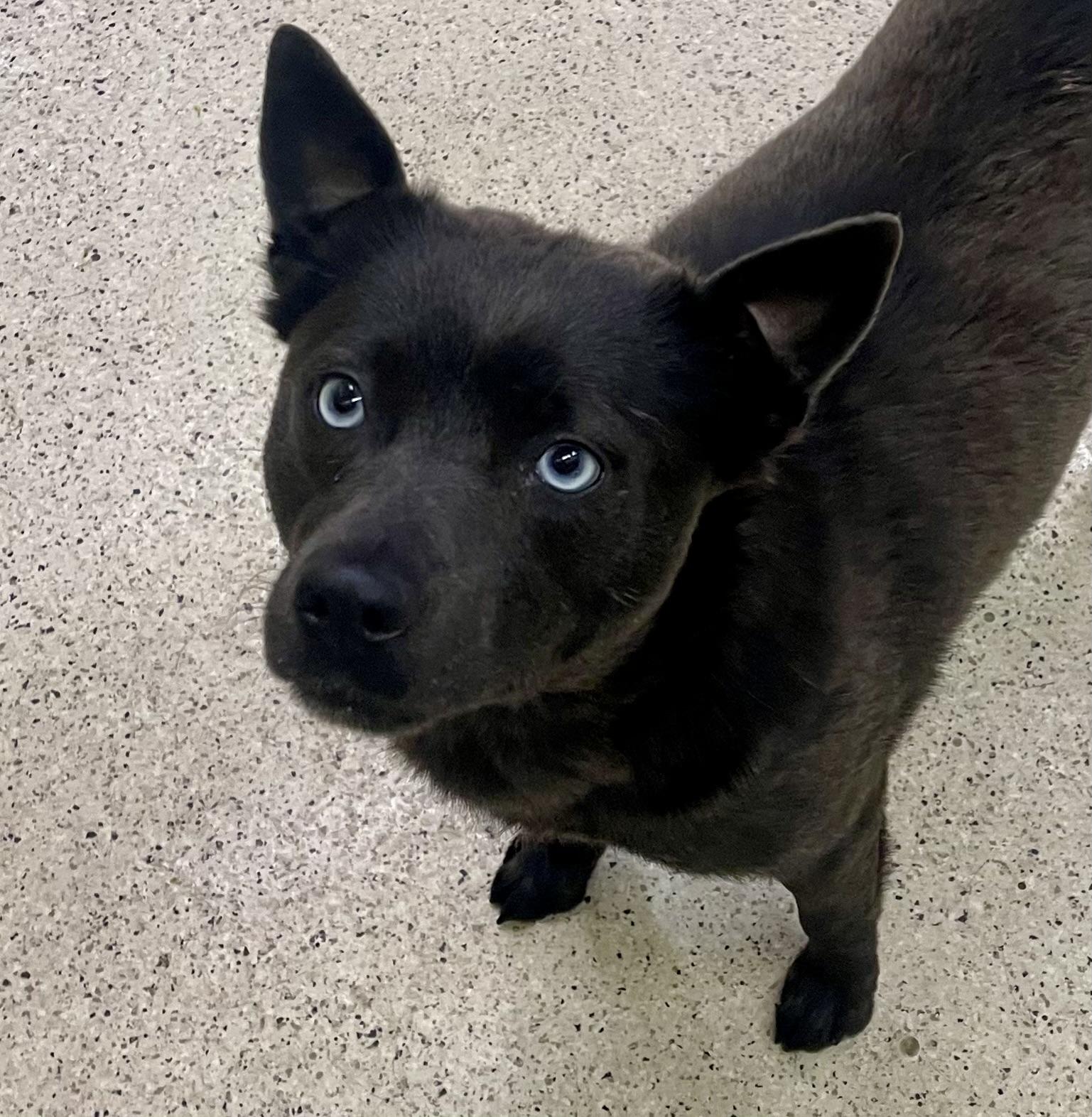 Tuna, an adoptable Pomsky in Muncie, IN, 47303 | Photo Image 3