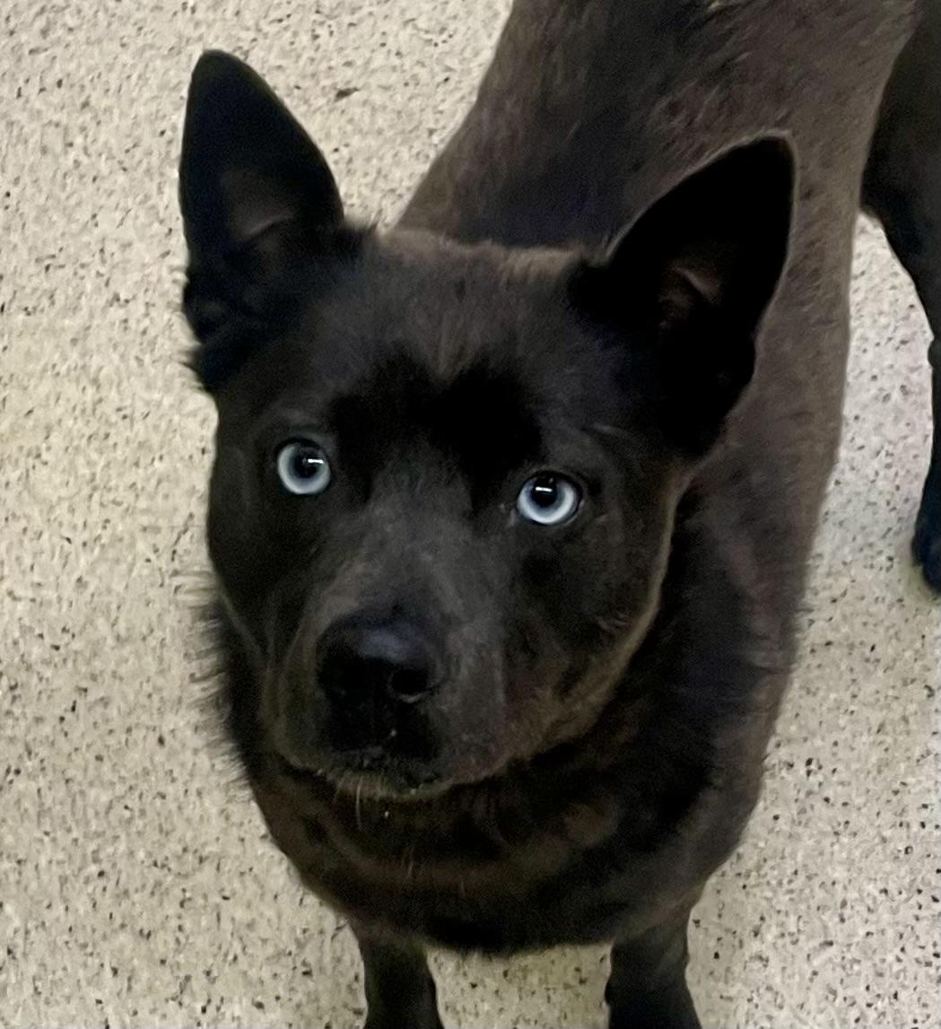 Tuna, an adoptable Pomsky in Muncie, IN, 47303 | Photo Image 2
