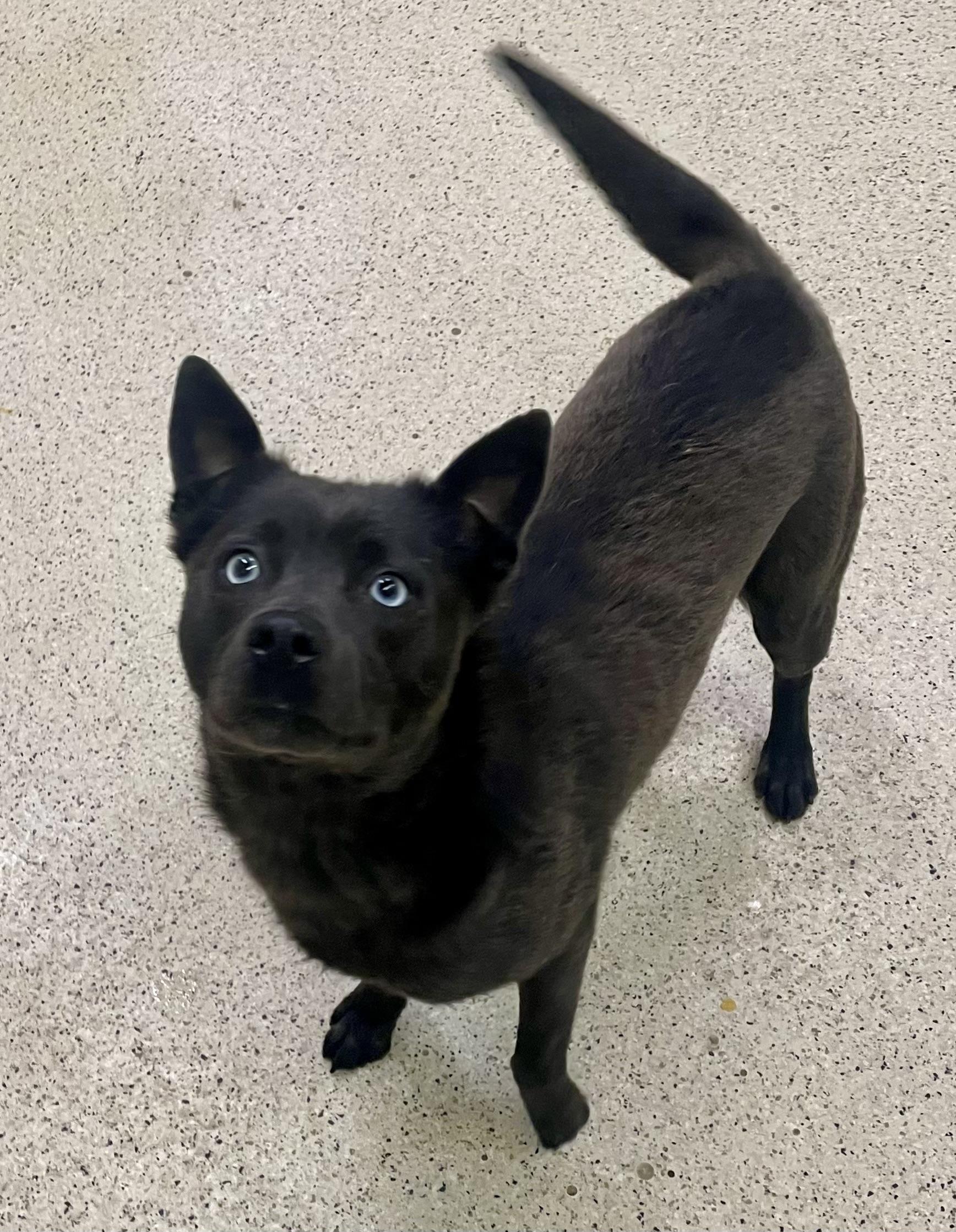 Tuna, an adoptable Pomsky in Muncie, IN, 47303 | Photo Image 6