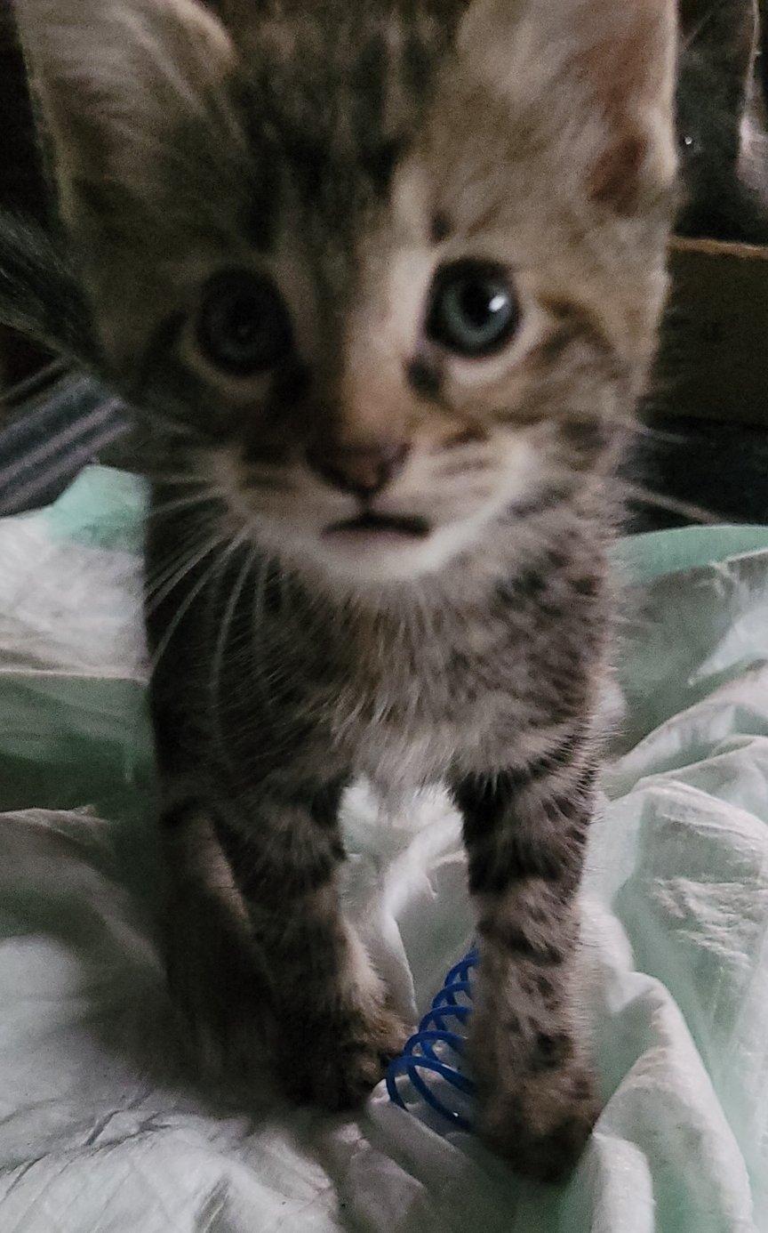 Enlarge Willow, a Adoptable Domestic Short Hair in Ypsilanti, MI image 1/1