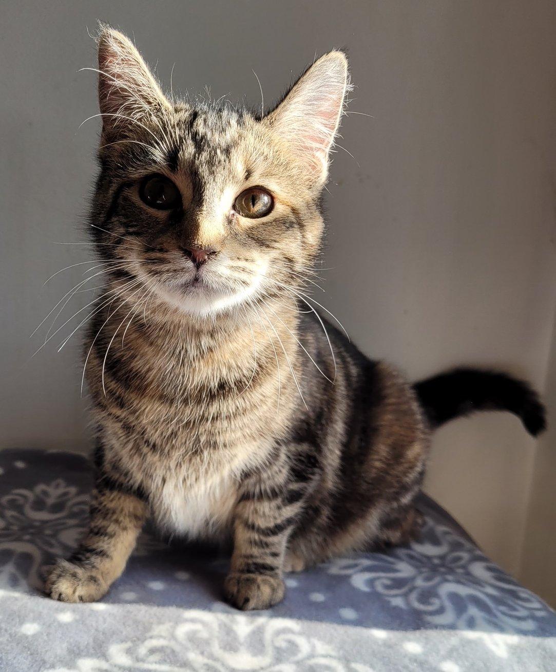 Enlarge Willow, an adopted Domestic Short Hair in Ypsilanti, MI image 2/4