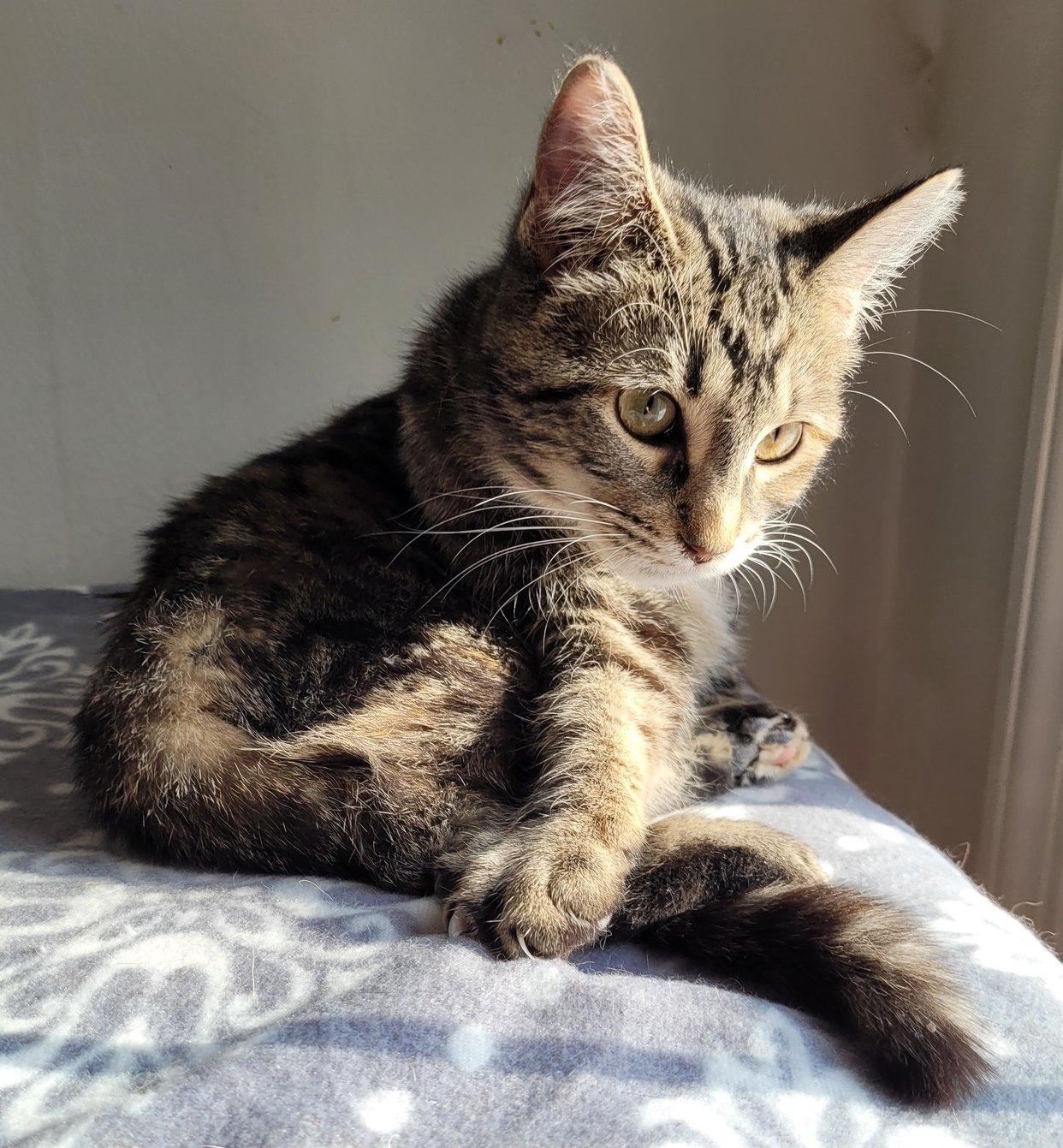 Enlarge Willow, an adopted Domestic Short Hair in Ypsilanti, MI image 3/4