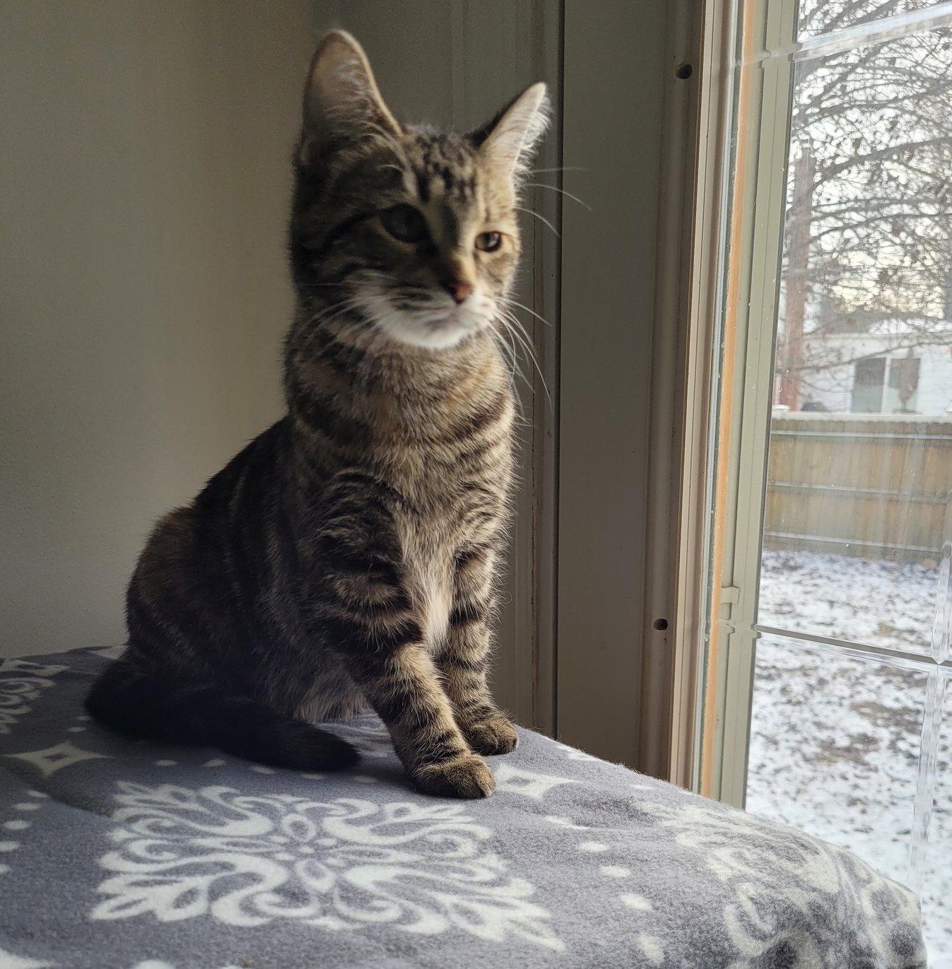 Enlarge Willow, a Adoptable Domestic Short Hair in Ypsilanti, MI image 1/2