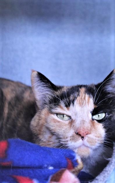 Enlarge Coco, a Adoptable mixed breed in Grand Forks, ND image 1/6