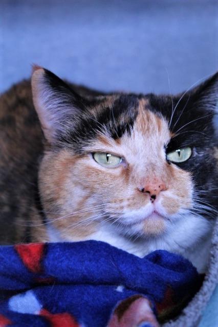 Enlarge Coco, a Adoptable mixed breed in Grand Forks, ND image 2/6