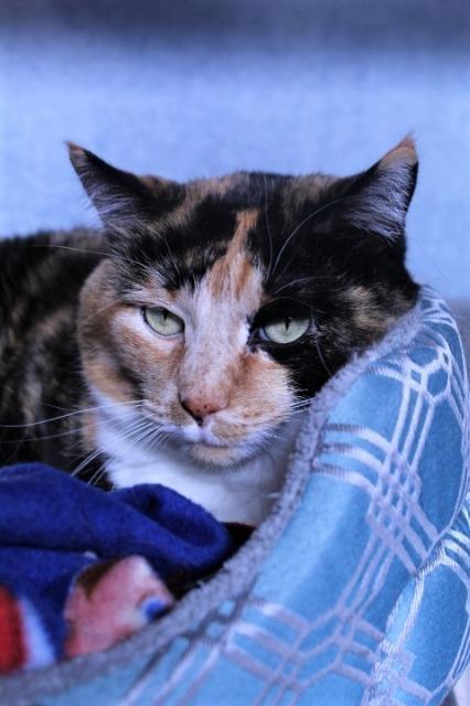 Enlarge Coco, a Adoptable mixed breed in Grand Forks, ND image 3/6