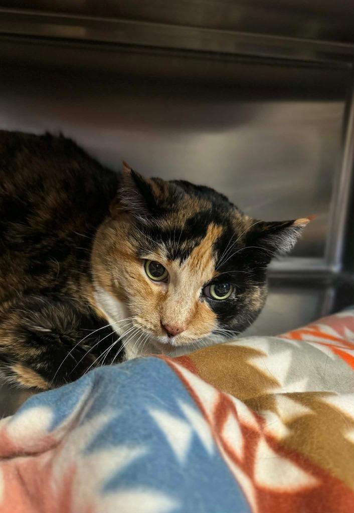 Enlarge Coco, a Adoptable mixed breed in Grand Forks, ND image 4/6