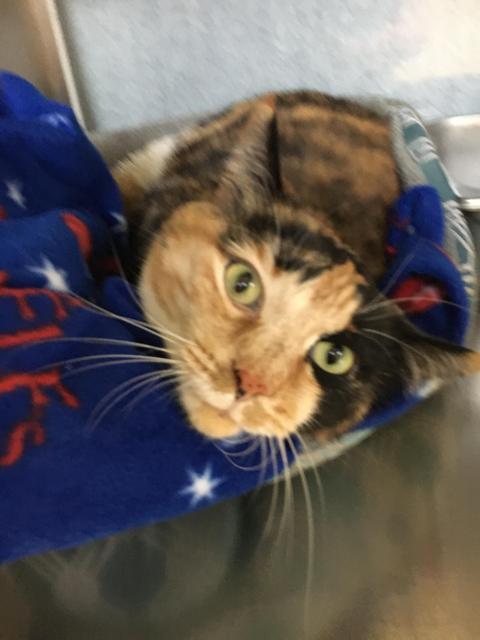 Enlarge Coco, a Adoptable mixed breed in Grand Forks, ND image 5/6