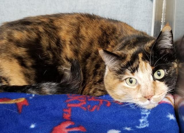 Enlarge Coco, a Adoptable mixed breed in Grand Forks, ND image 6/6