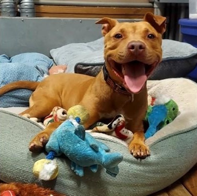 Enlarge MUFFIN, a ADOPTABLE Mixed Breed in Fernandina Beach, FL image 1/3