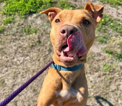 Enlarge MUFFIN, a ADOPTABLE Mixed Breed in Fernandina Beach, FL image 1/2