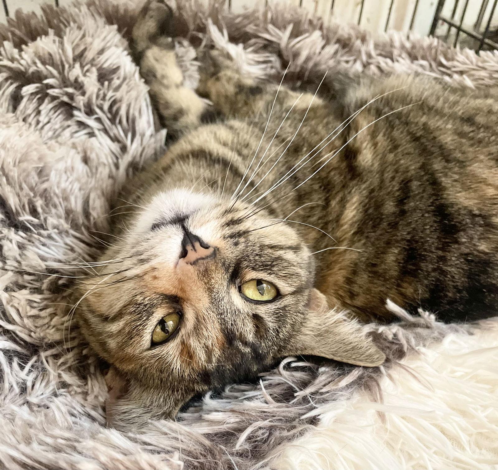 Enlarge Elvira, a Adoptable Domestic Short Hair in Broomall, PA image 3/3