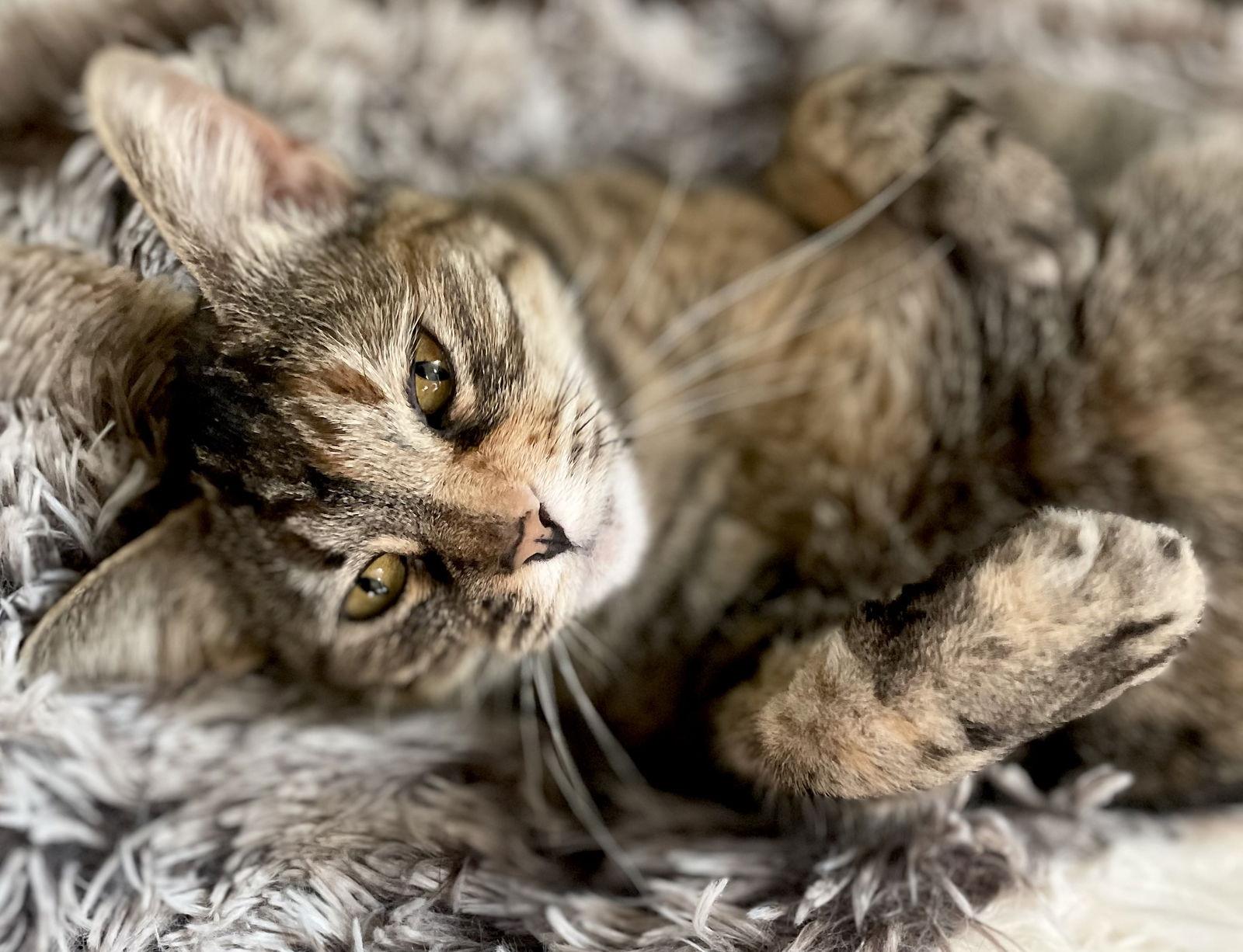 Enlarge Elvira, a Adoptable Domestic Short Hair in Broomall, PA image 1/3